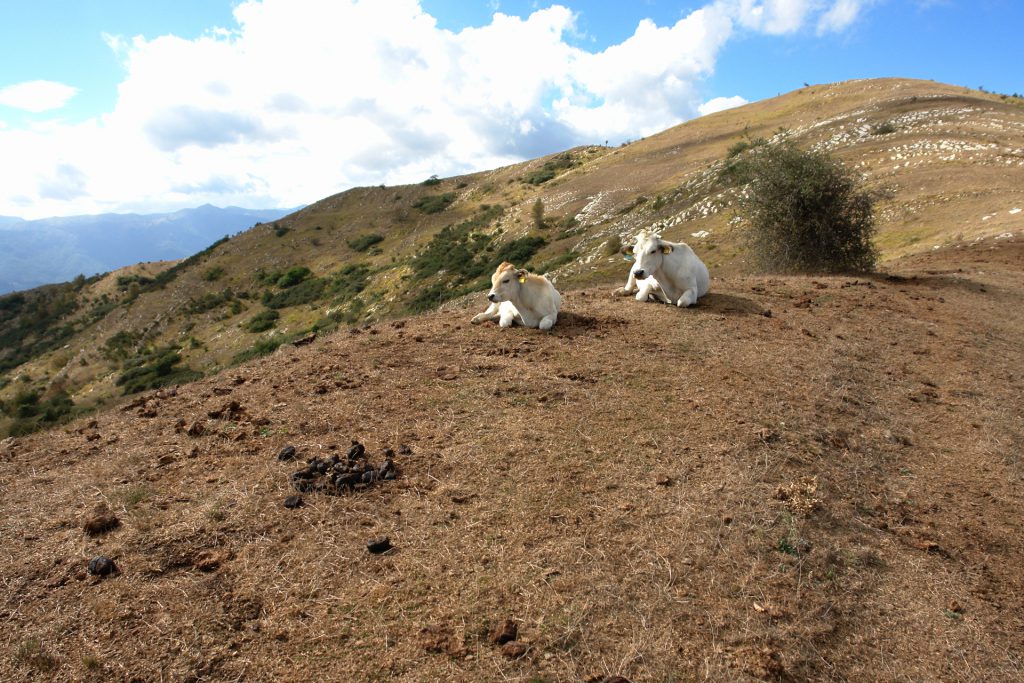 Rinder am Pizzo d'Evigno