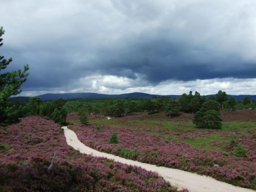 Heidelandschaft in den Highlands