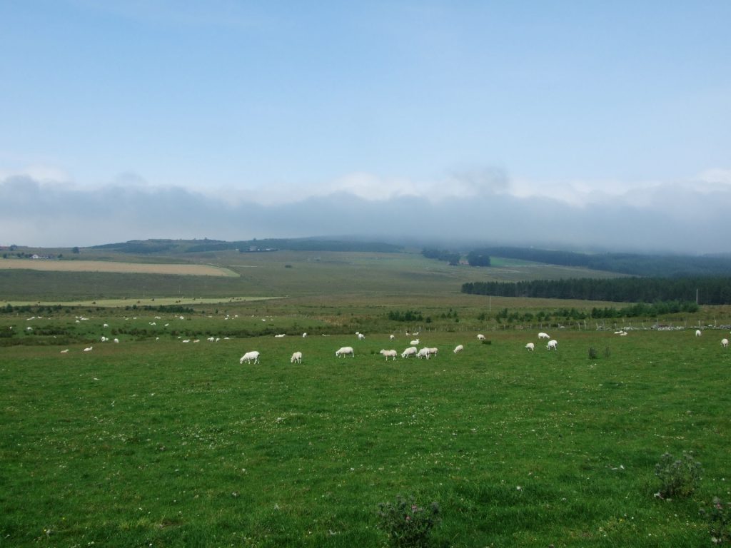 Nebel über den Schafweiden