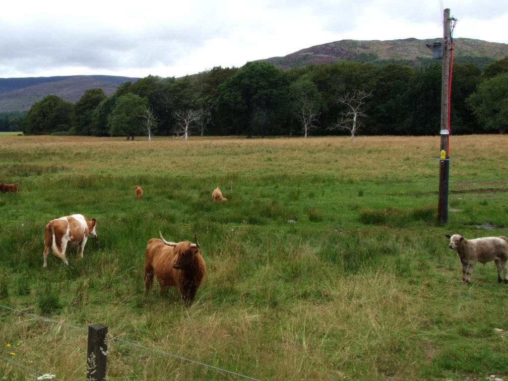 Schottische Highlandrinder