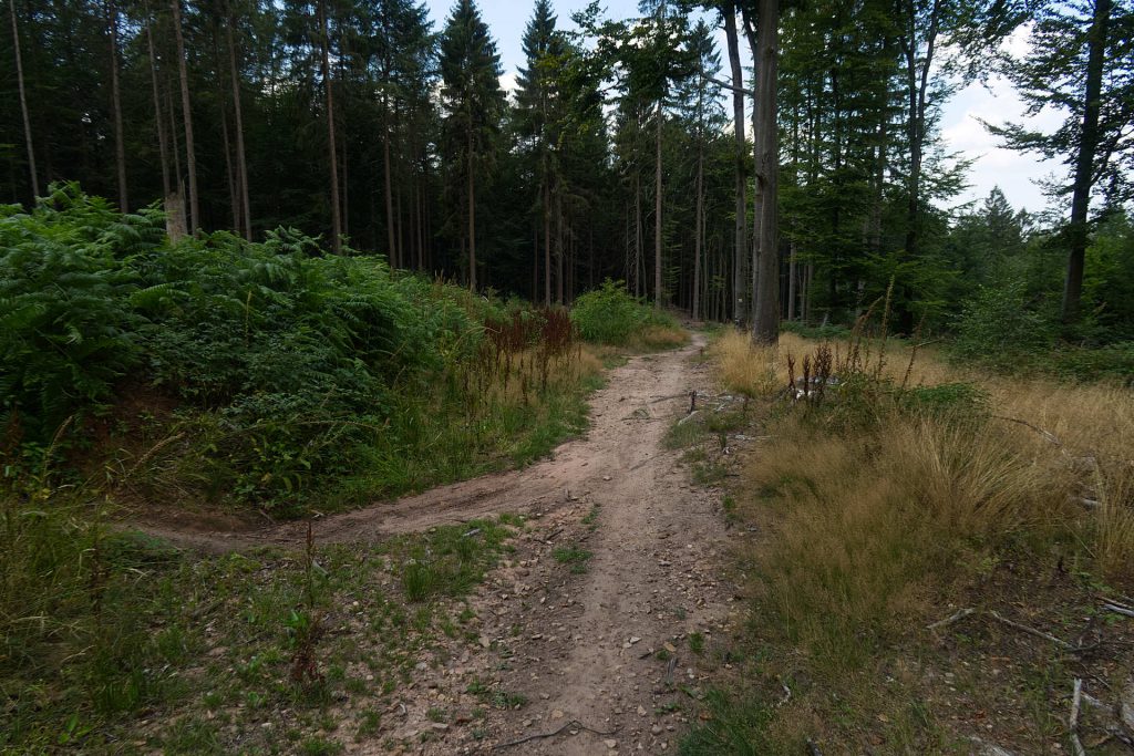 Trampelpfad durch den Odenwald