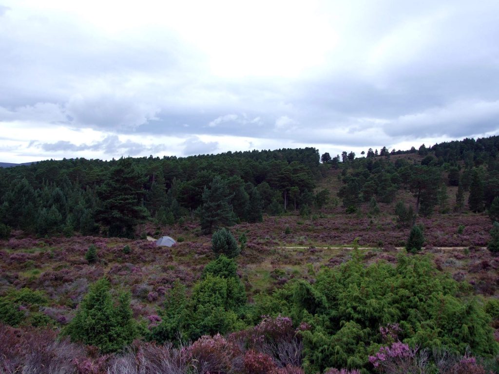 Zelten mitten in der Heide