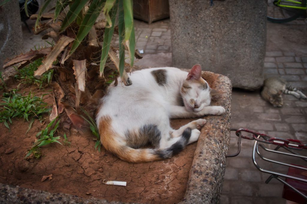 Katze in Marrakesch