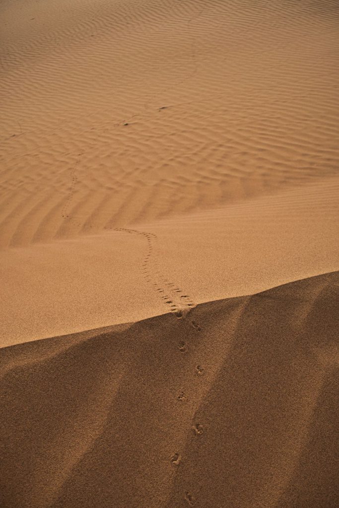 Käferspuren im Sand