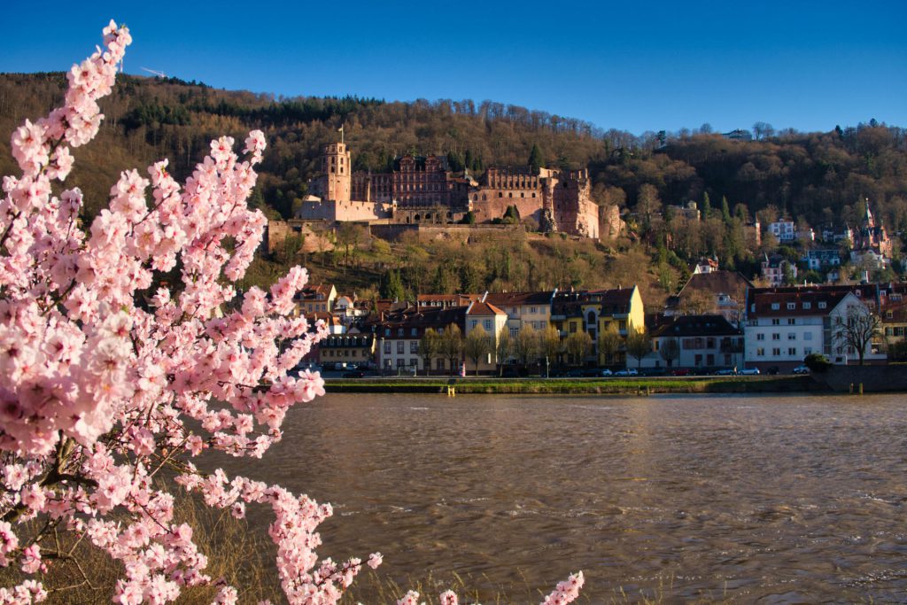 Heidelberger Schloss während der Kirschblüte