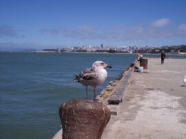 Vogel in San Francisco Vogel in San Francisco
