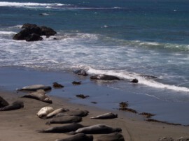 Robben am Highway No. 1 Robben am Highway No. 1