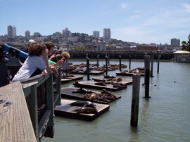 Robben direkt in San Francisco Robben direkt in San Francisco