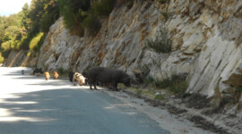 Auch Schweine laufen frei herum... okay Schweine auf der Straße