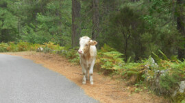 Ein Kälbchen an der Straße ^^ Kalb steht an der Straße