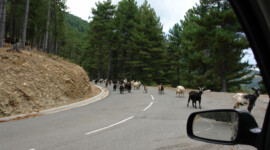 Ziegen … Kurz nachdem ich Pierre sagte dass ich nicht glaube, dass es hier Ziegen gäbe und der Ziegenkäse, den wir zu dem Zeitpunkt verzehrten, somit nicht in diese Landschaft passe Ziegen auf korsischen Straßen