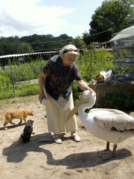 Babuschka mit Katzen und Pelikan in einem Bauernhof-Tierheim-Streichelzoo oder sowas in der Nähe ihrer Wohnung Bauernhof-Tierheim-Streichelzoo