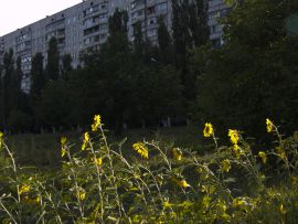 Sonnenblumen, die, so hatte ich es gehört, für den unteren gelben Teil der blau-gelben ukrainischen Flagge stehen (der blaue Teil ist der Himmel über den zahlreichen Sonnenblumenfeldern) Sonnenblumen in Charkiw