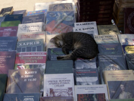 Katzen können überall schlafen :D Auch auf der Buchauslage eines Straßenmarktes Katze beim Buchverkauf